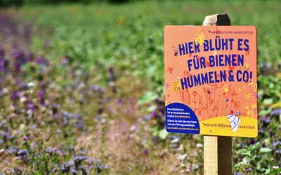 Ein Blütenreich entsteht