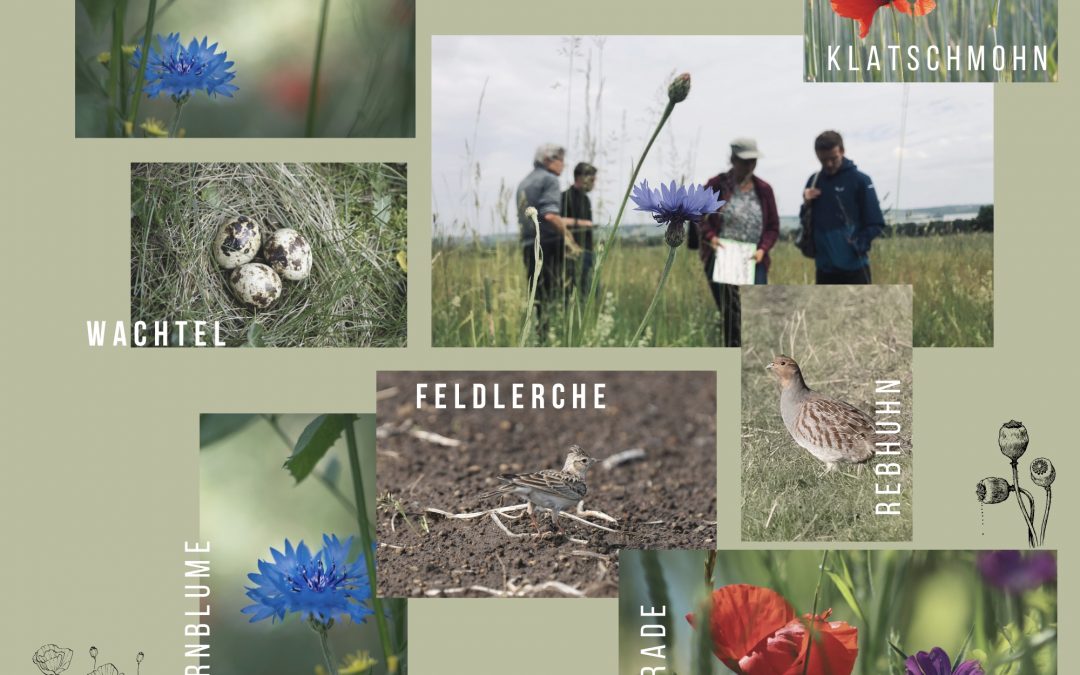 Extensiver Ackerland in Teisbach