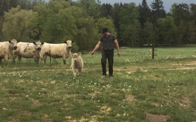 Artenreiche Wiesen für Galloways