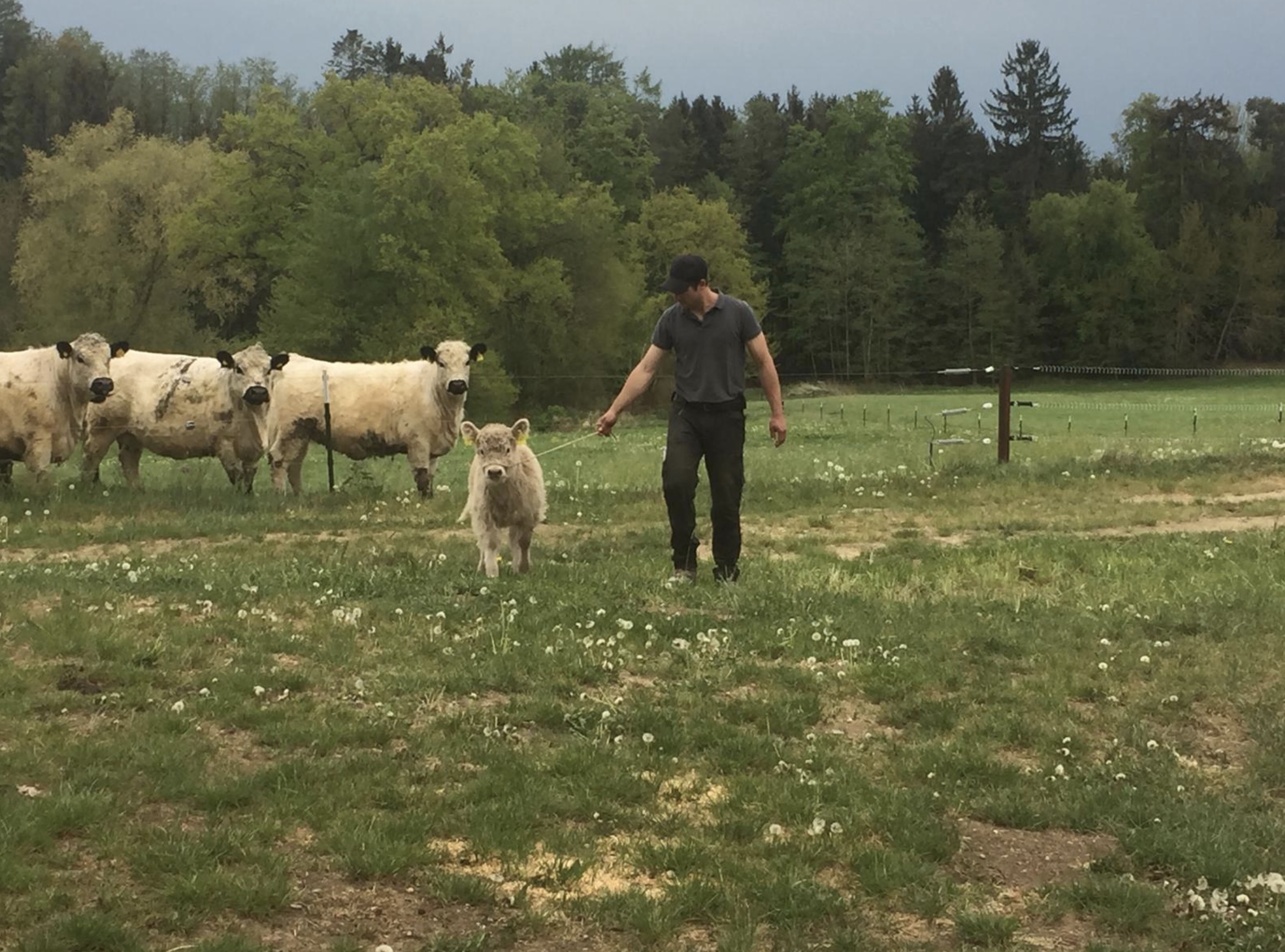 Artenreiche Wiesen für Galloways