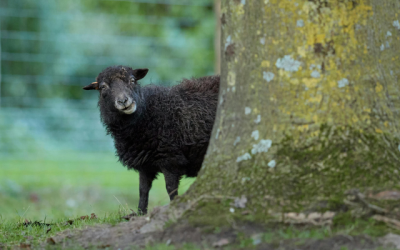 Kommune mit Klimazielen geht neue Wege