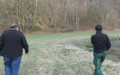 Acker wird artenreiche Wiese