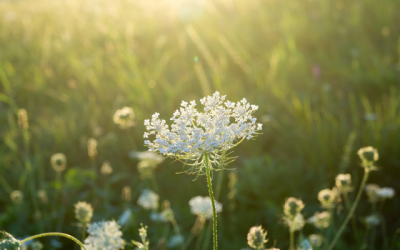 Nachhaltige Grünlandverpachtung in Gaimersheim