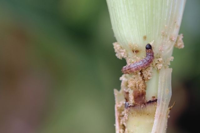 Schlupftwespen helfen gegen den Maiszünsler